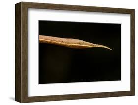 Madagascar Leaf-Nosed Snake, Madagascar-Paul Souders-Framed Photographic Print