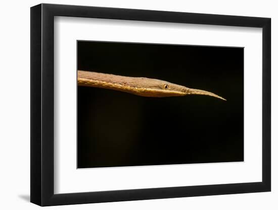 Madagascar Leaf-Nosed Snake, Madagascar-Paul Souders-Framed Photographic Print