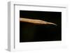 Madagascar Leaf-Nosed Snake, Madagascar-Paul Souders-Framed Photographic Print