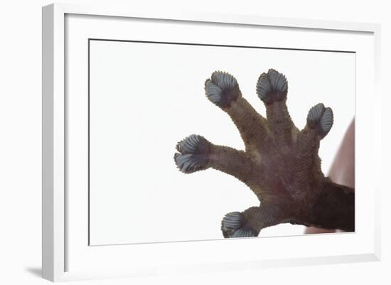 Madagascar Leaf-Tail Gecko Foot-DLILLC-Framed Photographic Print