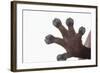 Madagascar Leaf-Tail Gecko Foot-DLILLC-Framed Photographic Print