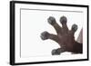 Madagascar Leaf-Tail Gecko Foot-DLILLC-Framed Photographic Print