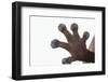 Madagascar Leaf-Tail Gecko Foot-DLILLC-Framed Photographic Print