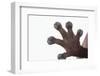 Madagascar Leaf-Tail Gecko Foot-DLILLC-Framed Photographic Print