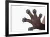 Madagascar Leaf-Tail Gecko Foot-DLILLC-Framed Photographic Print