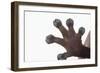 Madagascar Leaf-Tail Gecko Foot-DLILLC-Framed Photographic Print