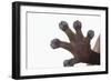 Madagascar Leaf-Tail Gecko Foot-DLILLC-Framed Photographic Print