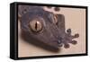 Madagascar Leaf-Tail Gecko-DLILLC-Framed Stretched Canvas