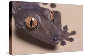 Madagascar Leaf-Tail Gecko-DLILLC-Stretched Canvas