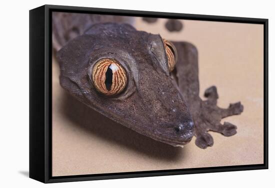 Madagascar Leaf-Tail Gecko-DLILLC-Framed Stretched Canvas