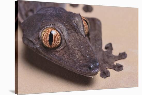 Madagascar Leaf-Tail Gecko-DLILLC-Stretched Canvas