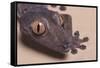 Madagascar Leaf-Tail Gecko-DLILLC-Framed Stretched Canvas