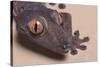 Madagascar Leaf-Tail Gecko-DLILLC-Stretched Canvas