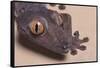 Madagascar Leaf-Tail Gecko-DLILLC-Framed Stretched Canvas