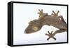 Madagascar Leaf-Tail Gecko-DLILLC-Framed Stretched Canvas