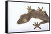 Madagascar Leaf-Tail Gecko-DLILLC-Framed Stretched Canvas