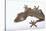 Madagascar Leaf-Tail Gecko-DLILLC-Stretched Canvas