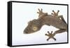 Madagascar Leaf-Tail Gecko-DLILLC-Framed Stretched Canvas