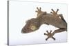 Madagascar Leaf-Tail Gecko-DLILLC-Stretched Canvas