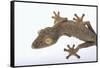 Madagascar Leaf-Tail Gecko-DLILLC-Framed Stretched Canvas