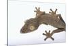 Madagascar Leaf-Tail Gecko-DLILLC-Stretched Canvas
