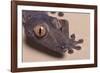 Madagascar Leaf-Tail Gecko-DLILLC-Framed Photographic Print