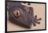 Madagascar Leaf-Tail Gecko-DLILLC-Framed Photographic Print