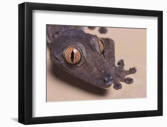 Madagascar Leaf-Tail Gecko-DLILLC-Framed Photographic Print