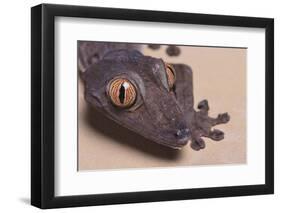 Madagascar Leaf-Tail Gecko-DLILLC-Framed Photographic Print