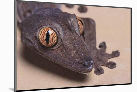 Madagascar Leaf-Tail Gecko-DLILLC-Mounted Photographic Print