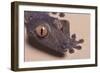 Madagascar Leaf-Tail Gecko-DLILLC-Framed Photographic Print