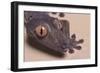 Madagascar Leaf-Tail Gecko-DLILLC-Framed Photographic Print