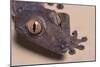 Madagascar Leaf-Tail Gecko-DLILLC-Mounted Photographic Print