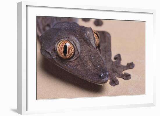 Madagascar Leaf-Tail Gecko-DLILLC-Framed Photographic Print