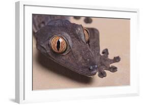 Madagascar Leaf-Tail Gecko-DLILLC-Framed Photographic Print