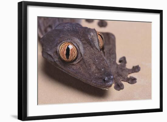 Madagascar Leaf-Tail Gecko-DLILLC-Framed Photographic Print