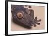 Madagascar Leaf-Tail Gecko-DLILLC-Framed Photographic Print