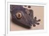 Madagascar Leaf-Tail Gecko-DLILLC-Framed Photographic Print