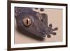 Madagascar Leaf-Tail Gecko-DLILLC-Framed Photographic Print