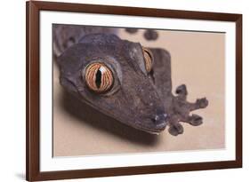 Madagascar Leaf-Tail Gecko-DLILLC-Framed Photographic Print