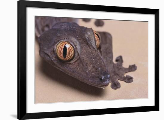 Madagascar Leaf-Tail Gecko-DLILLC-Framed Photographic Print