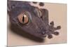 Madagascar Leaf-Tail Gecko-DLILLC-Mounted Photographic Print