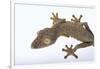 Madagascar Leaf-Tail Gecko-DLILLC-Framed Photographic Print