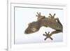 Madagascar Leaf-Tail Gecko-DLILLC-Framed Photographic Print