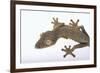 Madagascar Leaf-Tail Gecko-DLILLC-Framed Photographic Print