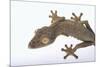 Madagascar Leaf-Tail Gecko-DLILLC-Mounted Photographic Print