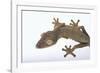 Madagascar Leaf-Tail Gecko-DLILLC-Framed Photographic Print