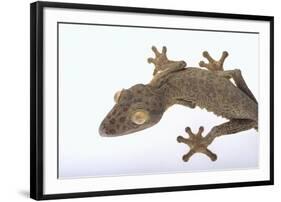 Madagascar Leaf-Tail Gecko-DLILLC-Framed Photographic Print