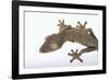 Madagascar Leaf-Tail Gecko-DLILLC-Framed Photographic Print