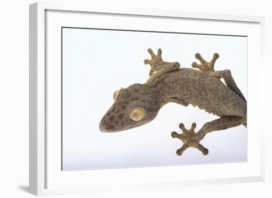 Madagascar Leaf-Tail Gecko-DLILLC-Framed Photographic Print